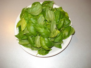 Foglie di basilico