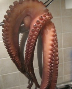 Polpo lesso