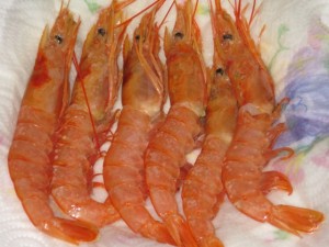 gamberi