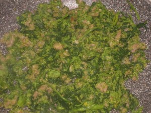 Salsiccia e cime di rapa